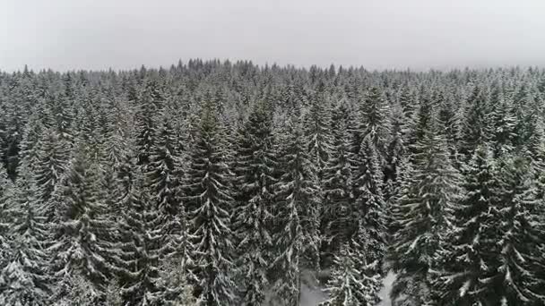 Hermoso bosque de invierno — Vídeo de stock