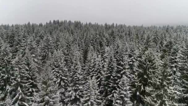 Bela floresta de inverno — Vídeo de Stock