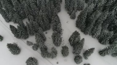 Güzel Kış Ormanı