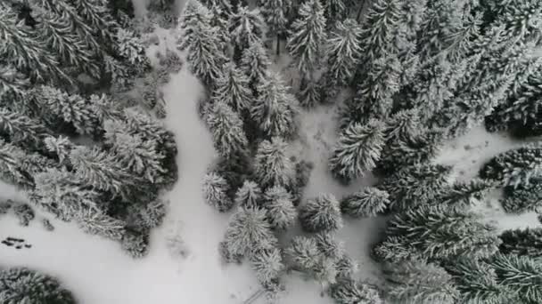 Hermoso bosque de invierno — Vídeo de stock