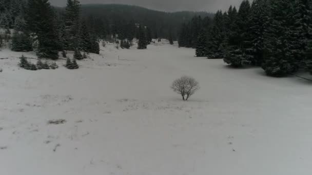 Piękny las zimowy — Wideo stockowe