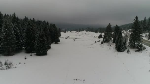 Bella foresta invernale — Video Stock