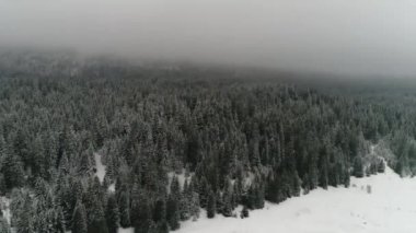 Güzel Kış Ormanı