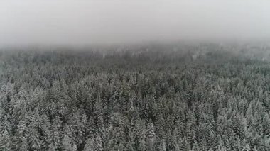 Güzel Kış Ormanı