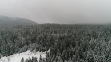 Güzel Kış Ormanı