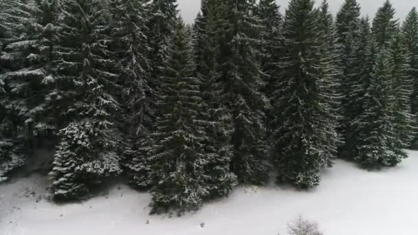 Krásný zimní les — Stock video