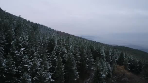 Hermoso bosque de invierno — Vídeos de Stock