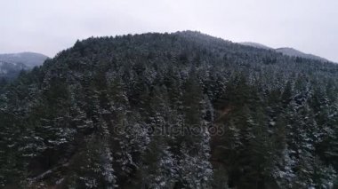 Güzel Kış Ormanı