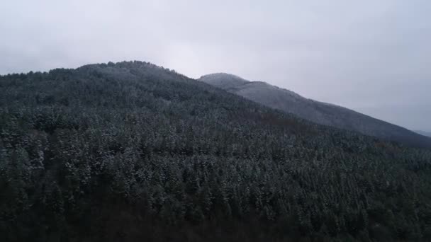 Belle forêt d'hiver — Video