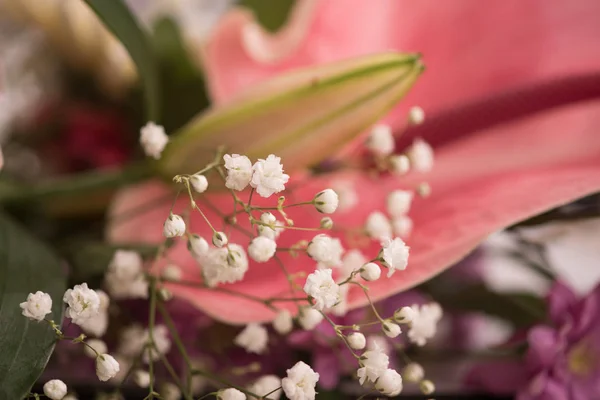 Közelkép színes virágok — Stock Fotó