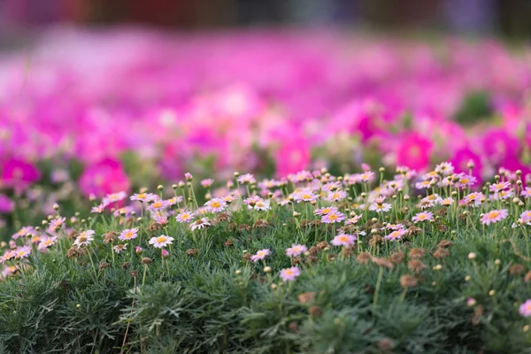 Januari 2017 Dubai Miracle Trädgård Med Över Miljoner Blommor Solig — Stockfoto