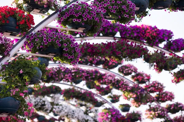 Janeiro 2017 Dubai Jardim Milagroso Com Mais Milhões Flores Dia — Fotografia de Stock