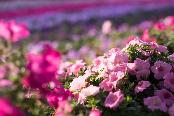 Januari 2017 Dubai Miracle Trädgård Med Över Miljoner Blommor Solig — Stockfoto