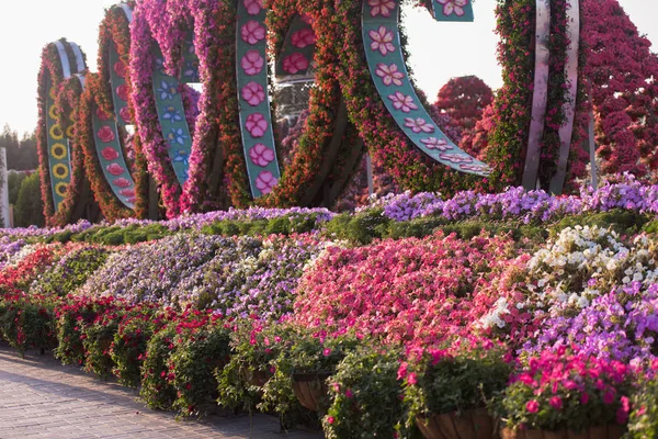 Дубайский микс-сад — стоковое фото