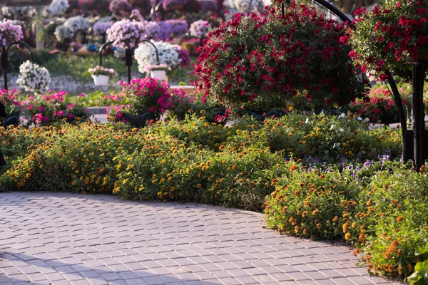 Dubai miracolo giardino — Foto Stock