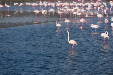 Sevimli pembe flamingolar sürü