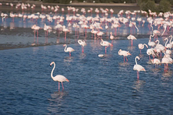 Stormo di adorabili fenicotteri rosa — Foto Stock