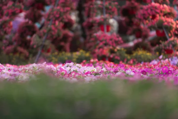 迪拜奇迹花园 — 图库照片