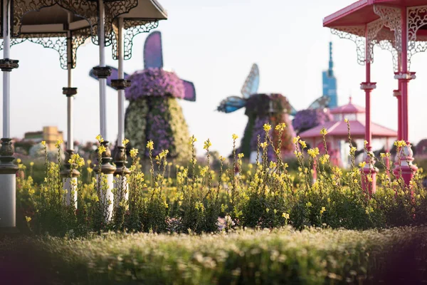 Dubai miracle garden — Stock Photo, Image