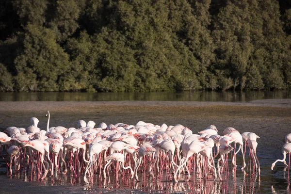 Sevimli pembe flamingolar sürü — Stok fotoğraf
