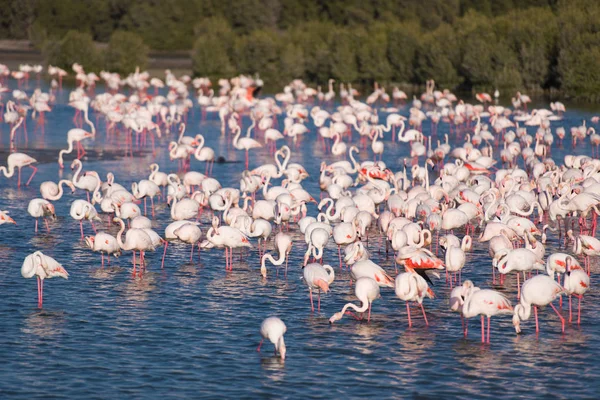 Herde entzückender rosa Flamingos — Stockfoto