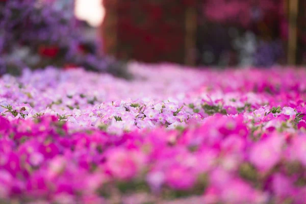Dubai mirakel trädgård — Stockfoto