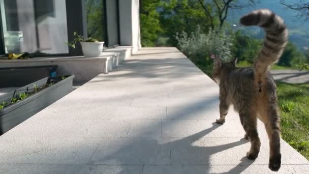 Gato Caminando Delante Hermosa Casa — Vídeo de stock