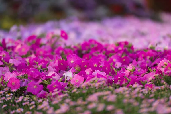 Dubai mirakel trädgård — Stockfoto