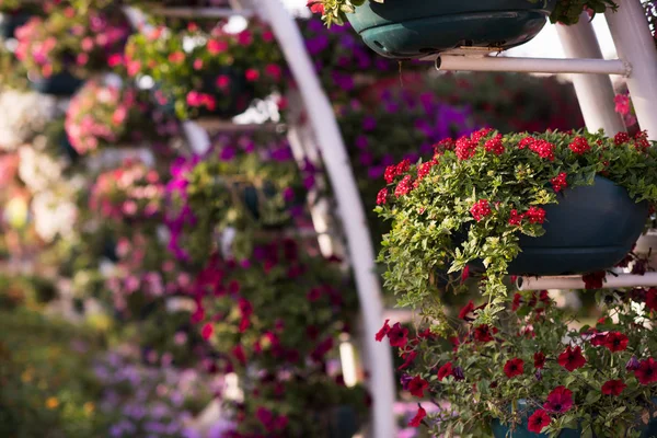 Dubai miracle garden — Stock Photo, Image