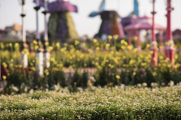 Dubai miracle garden — Stock Photo, Image