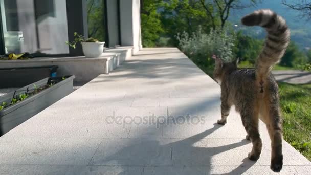 Gato caminando delante de hermosa casa — Vídeos de Stock