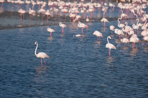 Flock of adorable pink flamingos — Stock Photo, Image