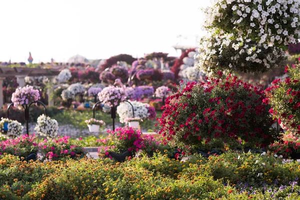 Dubai jardim milagre — Fotografia de Stock