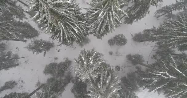 Aeria vue du paysage hivernal — Video