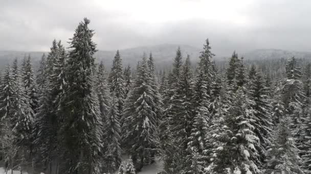 Aeria vista del paisaje invernal — Vídeos de Stock