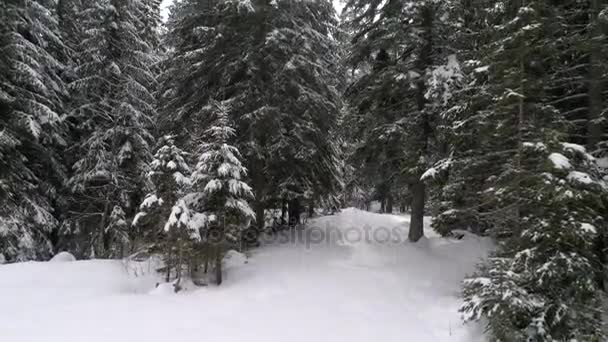 Aeria téli táj képe — Stock videók