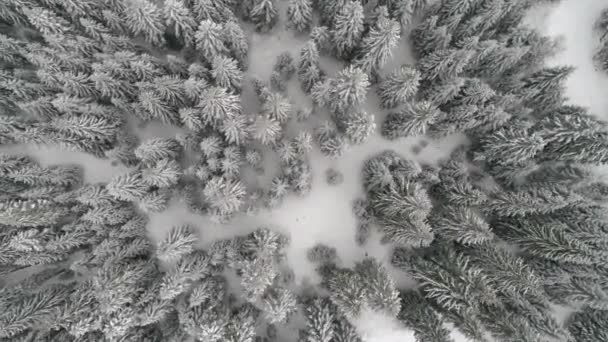 Aeria view of winter landscape — Stock Video