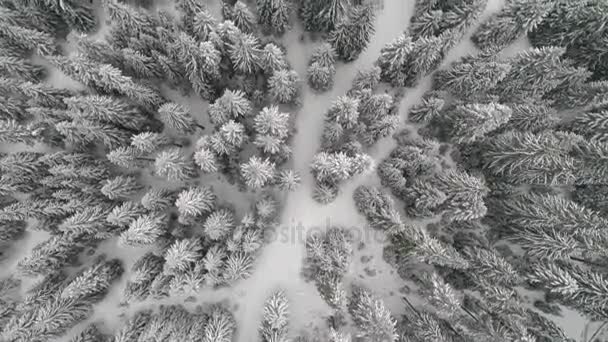 Aeria view of winter landscape — Stock Video