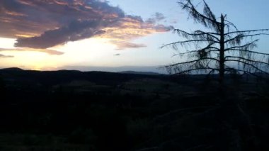 çam ağaçları içinde günbatımı üzerinde uçan