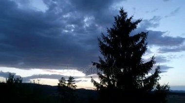 çam ağaçları içinde günbatımı üzerinde uçan