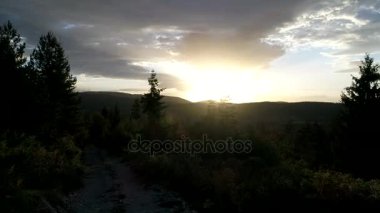 çam ağaçları içinde günbatımı üzerinde uçan