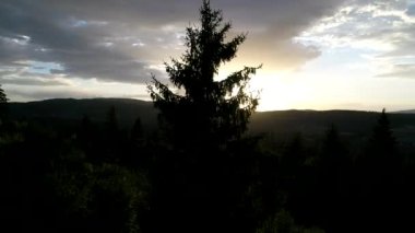 çam ağaçları içinde günbatımı üzerinde uçan