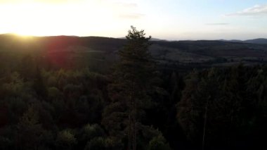 çam ağaçları içinde günbatımı üzerinde uçan