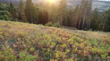 çam ağaçları içinde günbatımı üzerinde uçan