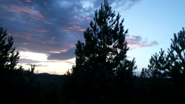 Vliegen over pijnbomen in de zonsondergang — Stockvideo