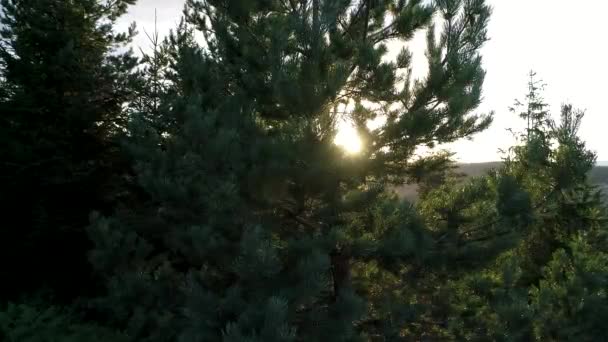 Flying over pine trees in sunset — Stock Video