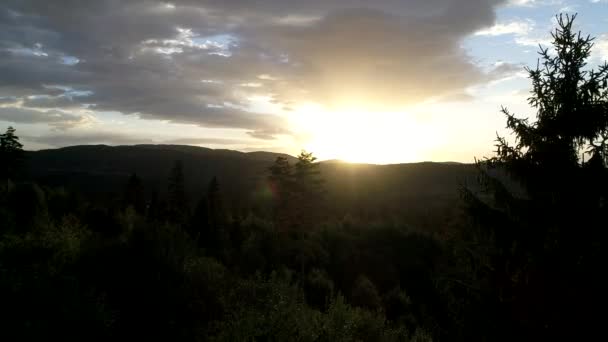 松树在日落飞越 — 图库视频影像