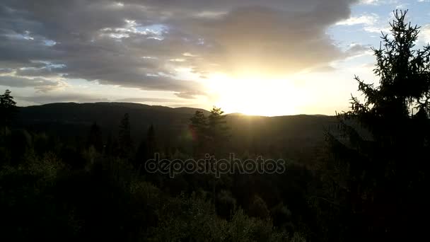 survolant les pins au coucher du soleil 