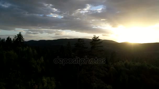 Flying over pine trees in sunset — Stock Video