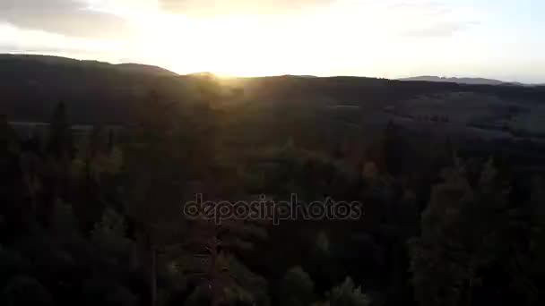 Im Sonnenuntergang über Kiefern fliegen — Stockvideo
